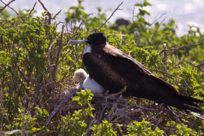 North Seymour Island