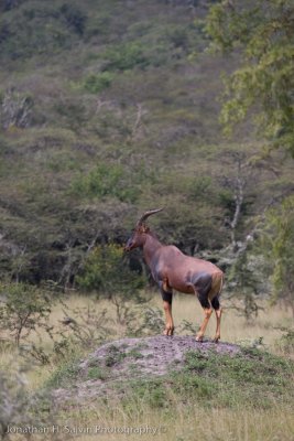 Uganda Animals-31.jpg