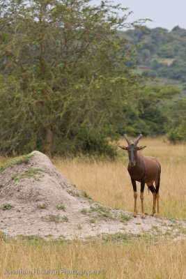 Uganda Animals-9.jpg