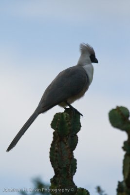 Uganda Birds-22.jpg