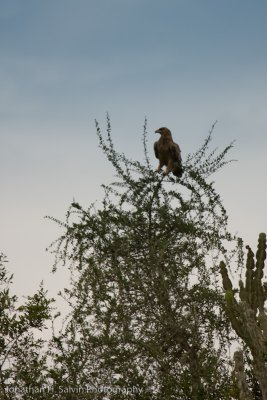Uganda Birds-3.jpg