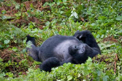 Bwindi Mountain Gorilla-512.jpg