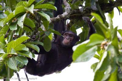 Kibale Chimpanzee-148.jpg
