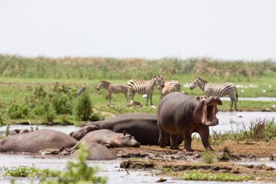 Tanzania Animals-12.jpg