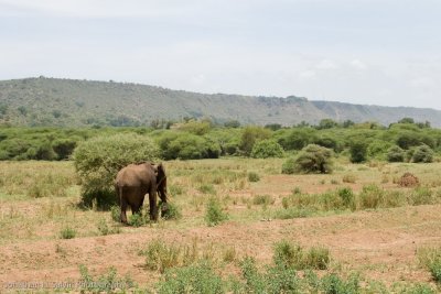 Tanzania Animals-30.jpg