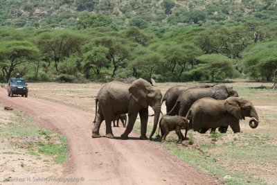 Tanzania Animals-35.jpg
