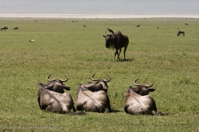 Tanzania Wildebeest-1.jpg