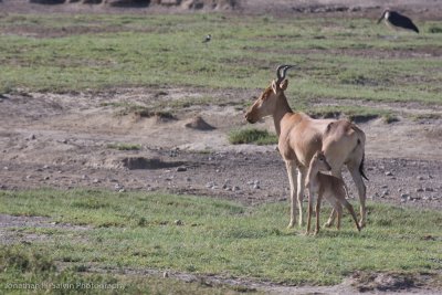 Tanzania Animals-310.jpg