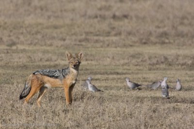 Tanzania Animals-708.jpg