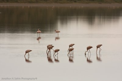 Tanzania Birds-67.jpg