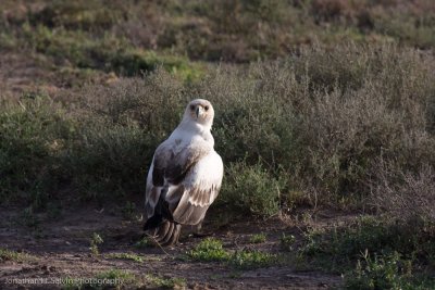 Tanzania Birds-73.jpg