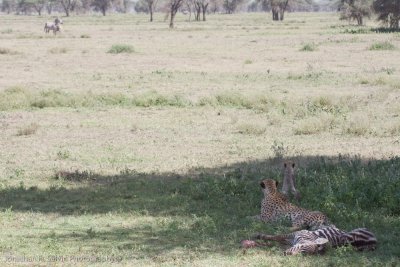 Tanzania Cheetah-63.jpg