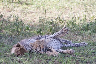 Tanzania Cheetah-82.jpg