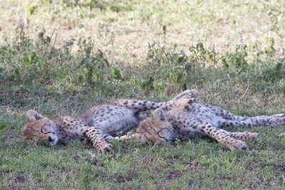 Tanzania Cheetah-89.jpg