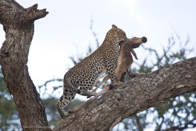 Tanzania Leopard-60.jpg