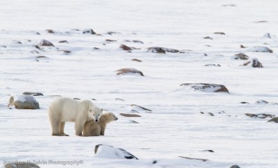 Churchill Polar Bears-1093.jpg