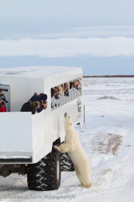 Churchill Polar Bears-1106.jpg