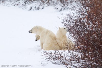 Churchill Polar Bears-1127.jpg