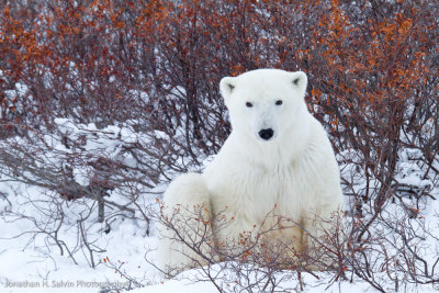 Churchill Polar Bears-1195.jpg