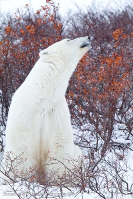 Churchill Polar Bears-1207.jpg