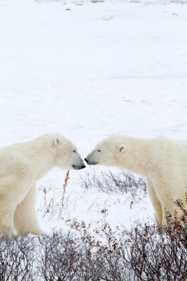 Churchill Polar Bears-1243.jpg
