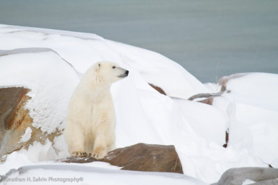 Churchill Polar Bears-131.jpg