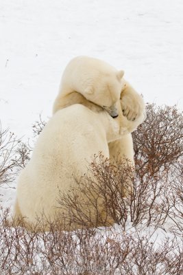 Churchill Polar Bears-1322.jpg