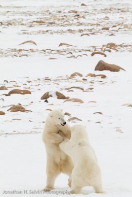 Churchill Polar Bears-1347.jpg