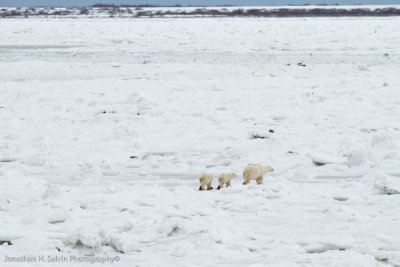 Churchill Polar Bears-1364.jpg