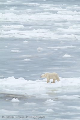 Churchill Polar Bears-1412.jpg