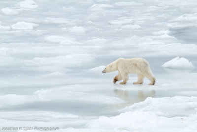 Churchill Polar Bears-1430.jpg