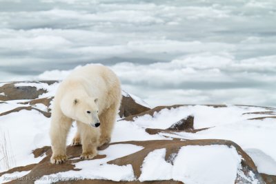 Churchill Polar Bears-1454.jpg