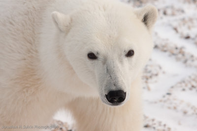 Churchill Polar Bears-181.jpg