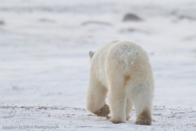 Churchill Polar Bears-236.jpg