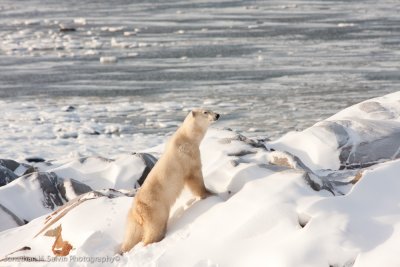 Churchill Polar Bears-274.jpg
