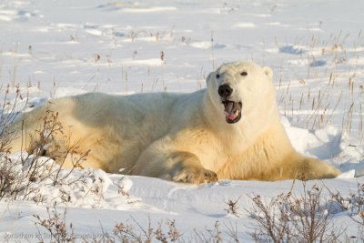 Churchill Polar Bears-432.jpg