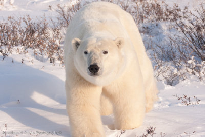 Churchill Polar Bears-442.jpg