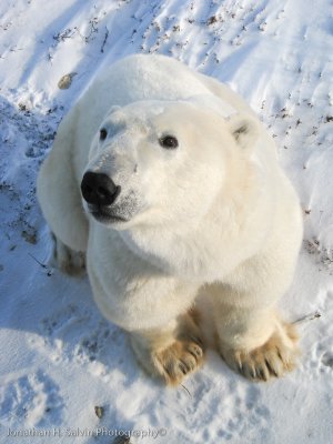 Churchill Polar Bears-454.jpg