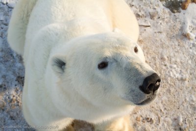 Churchill Polar Bears-480.jpg