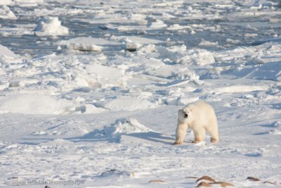 Churchill Polar Bears-555.jpg