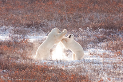 Churchill Polar Bears-585.jpg