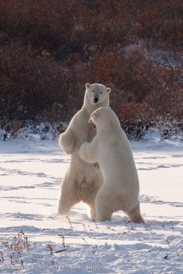 Churchill Polar Bears-613.jpg