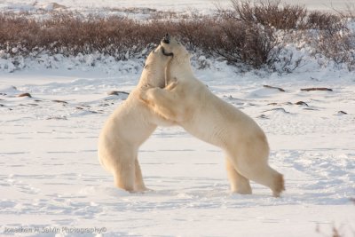 Churchill Polar Bears-700.jpg