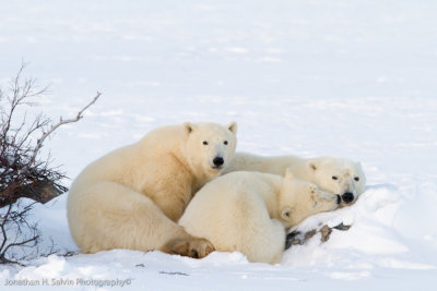Churchill Polar Bears-741.jpg