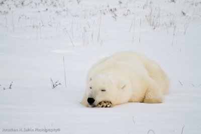 Churchill Polar Bears-786.jpg