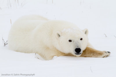 Churchill Polar Bears-828.jpg