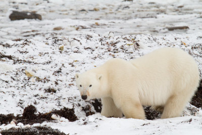 Churchill Polar Bears-902.jpg