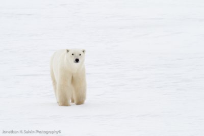 Churchill Polar Bears-926.jpg