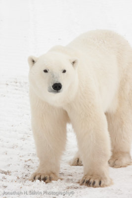 Churchill Polar Bears-959.jpg