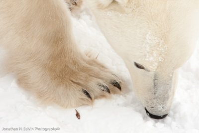 Churchill Polar Bears-966.jpg